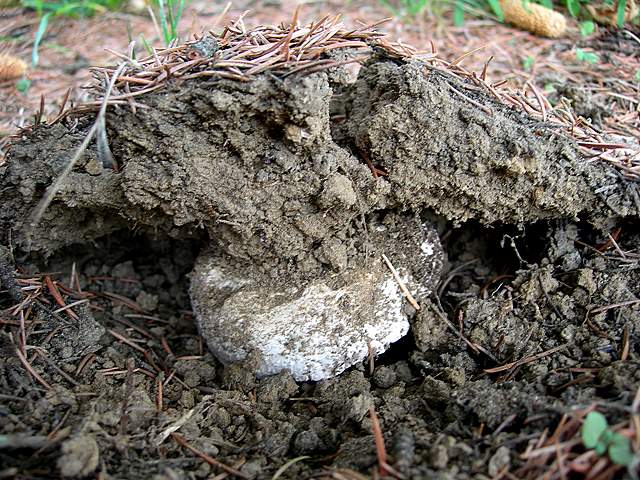 Agaricus pequinii    (Boud.)    Singer